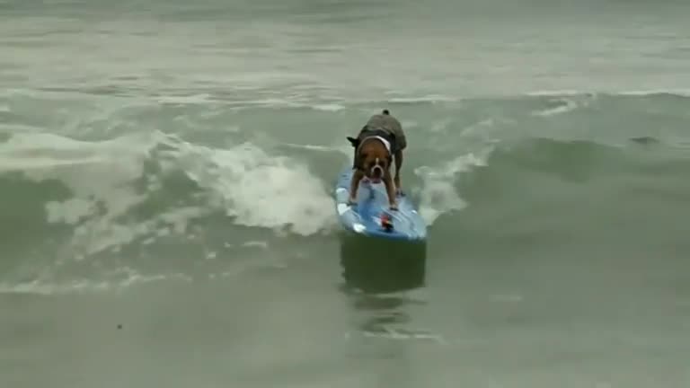 Surfing contest features paddling pooches