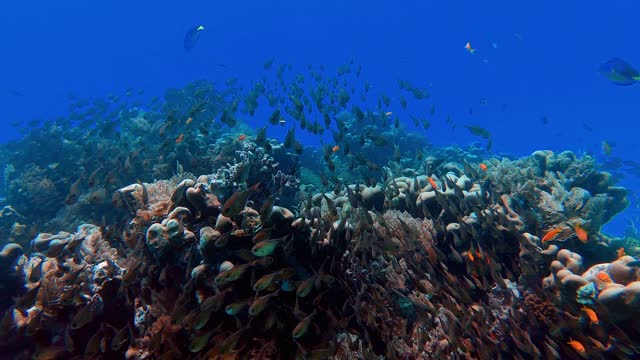 beautiful school of fish