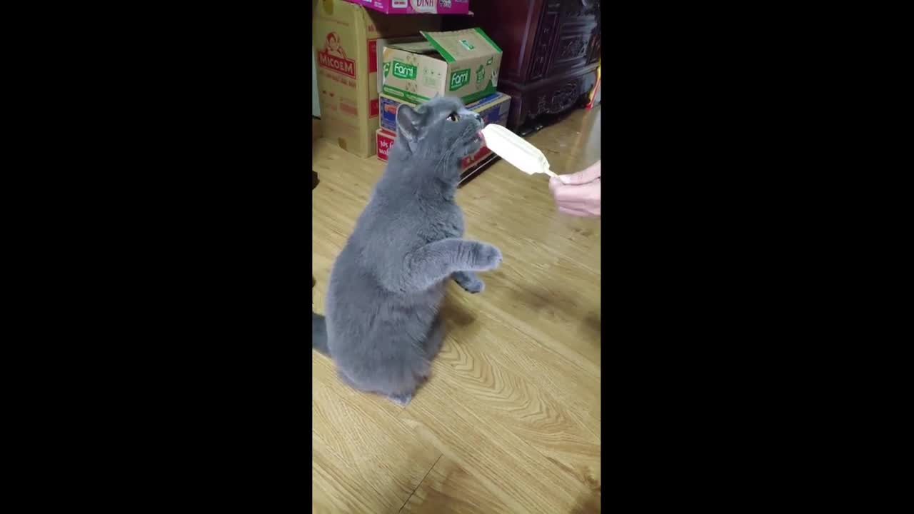 Cat eating ice cream