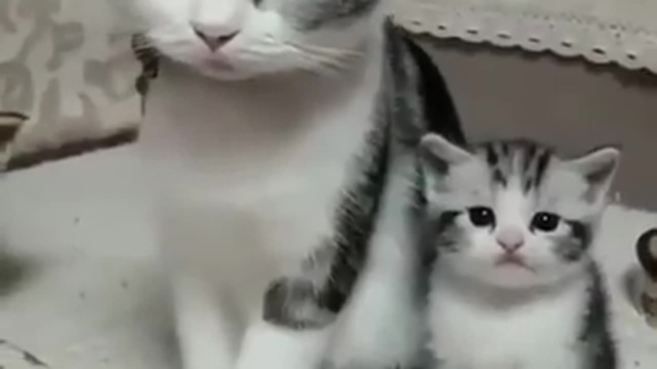 Cute cat and cat baby