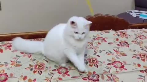 Cute and funny cat video.