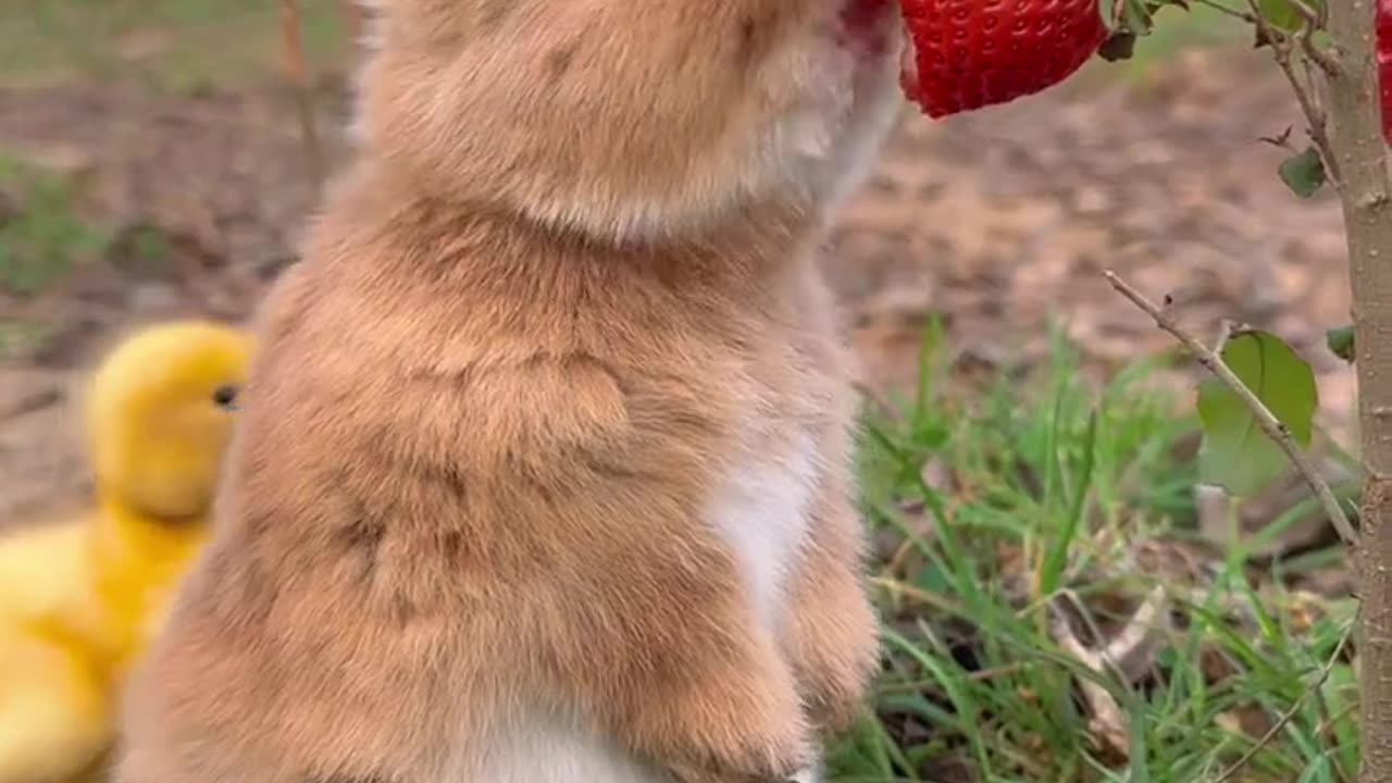 Cute rabbit eating fruit😍😍