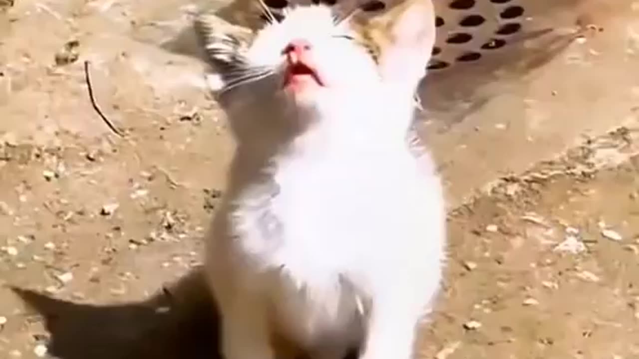 Funny Cat Videos Compilation 😹 Funniest Cats I Cat Video