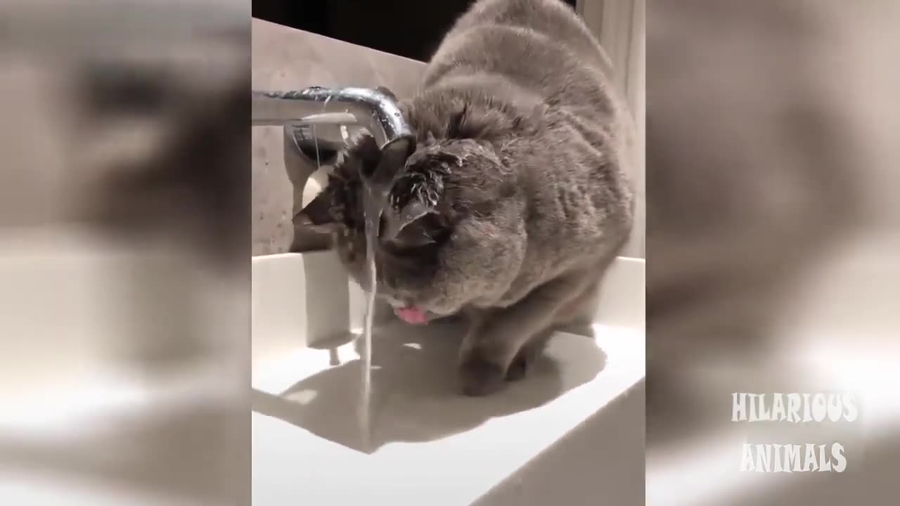 Funny Cat Videos #2