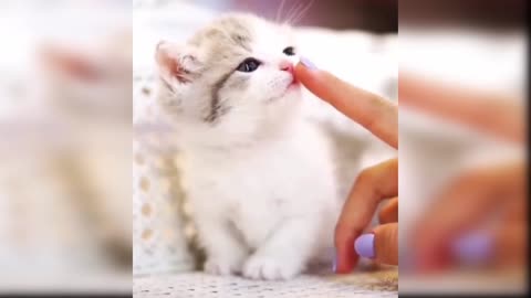 CUTE CAT LOVE MOMENT ||