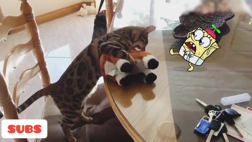 The video of Spongebob riding a crazy dog is very funny #1