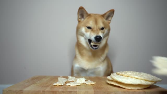 Dog Eats Crunchy Korean Rice Snack [ASMRMukbang]