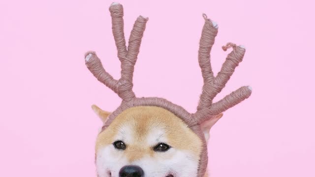 Cute Dog With Antlers Headband