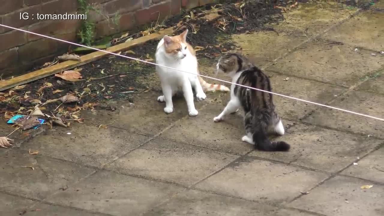 Craziest Cat Fight Compilation Video