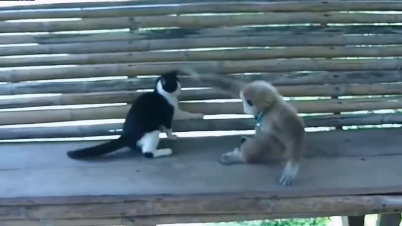 Funny monkey play with cat.