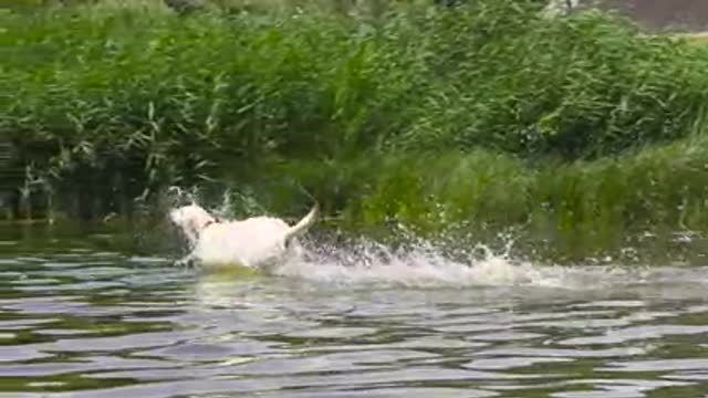 Dog Runs into the river in Slow-Motion