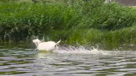 Dog Runs into the river in Slow-Motion