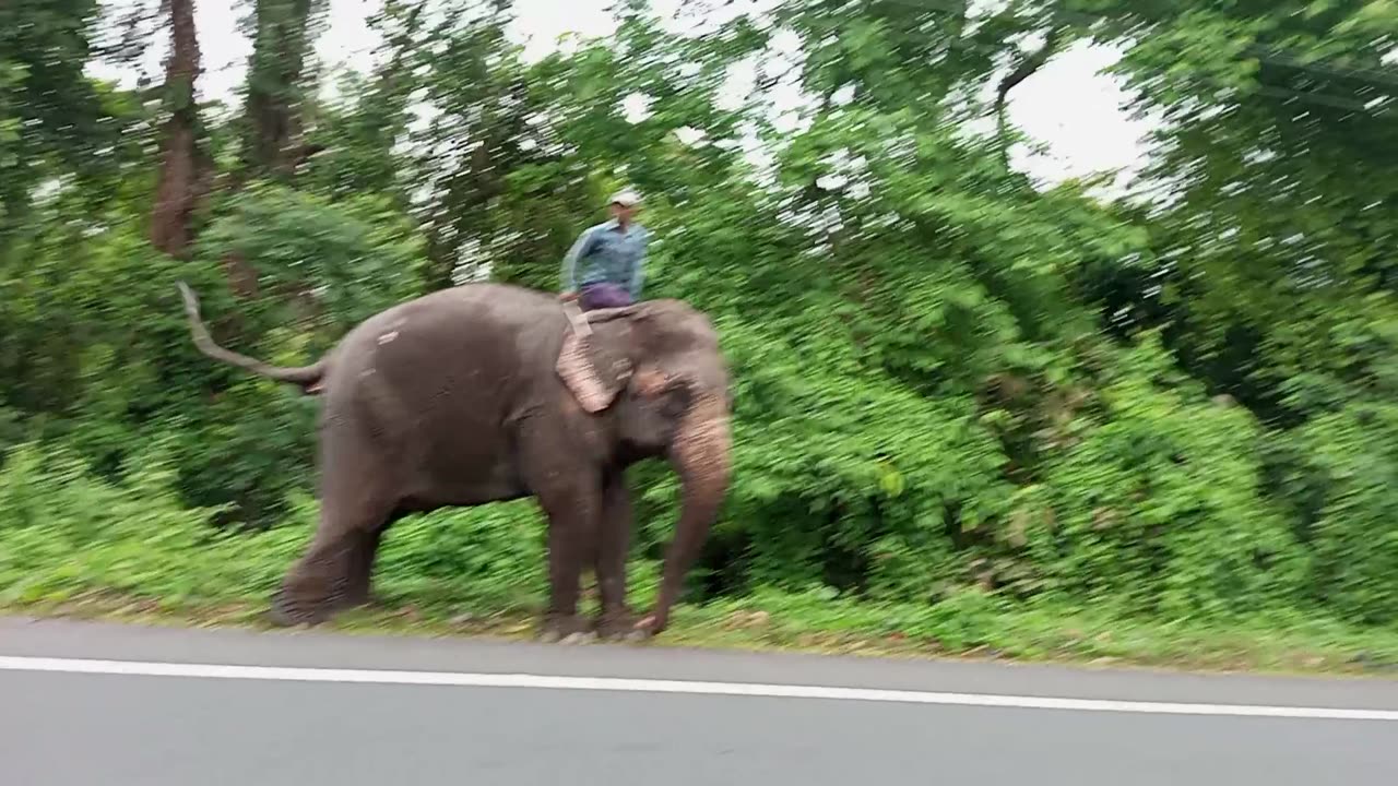 Elephant in Jungle