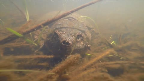 Huge Turtle