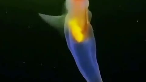 This is a beautiful and charming water-dwelling species