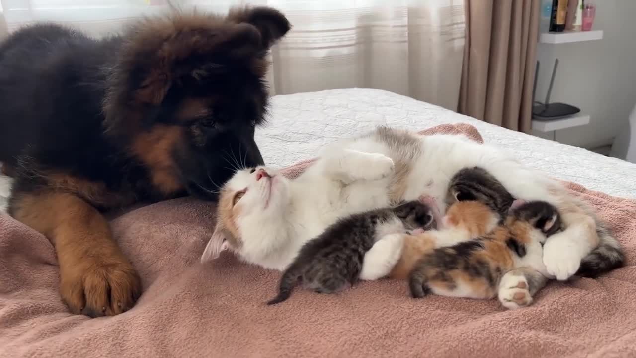 German Shepherd Puppy Meets Mom Cat with Newborn Kittens for the First Time