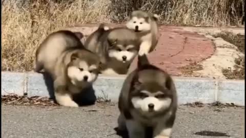 Cute Dogs | Viral Videos 2023