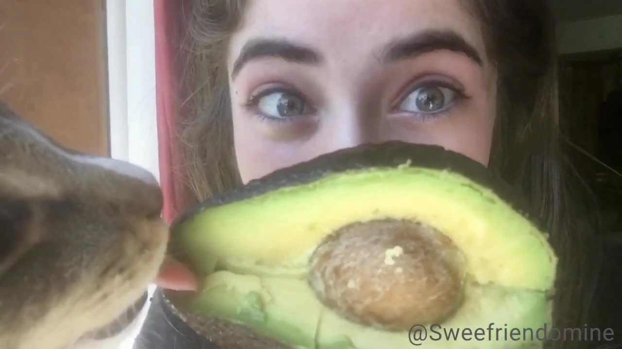 Healthy Cat Eating Avocado