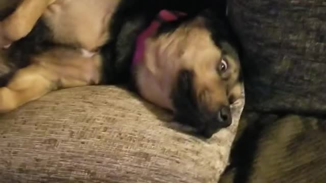 Paranoid Dog