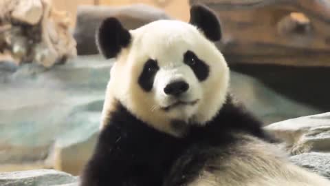 The giant panda wishes to play during the holiday