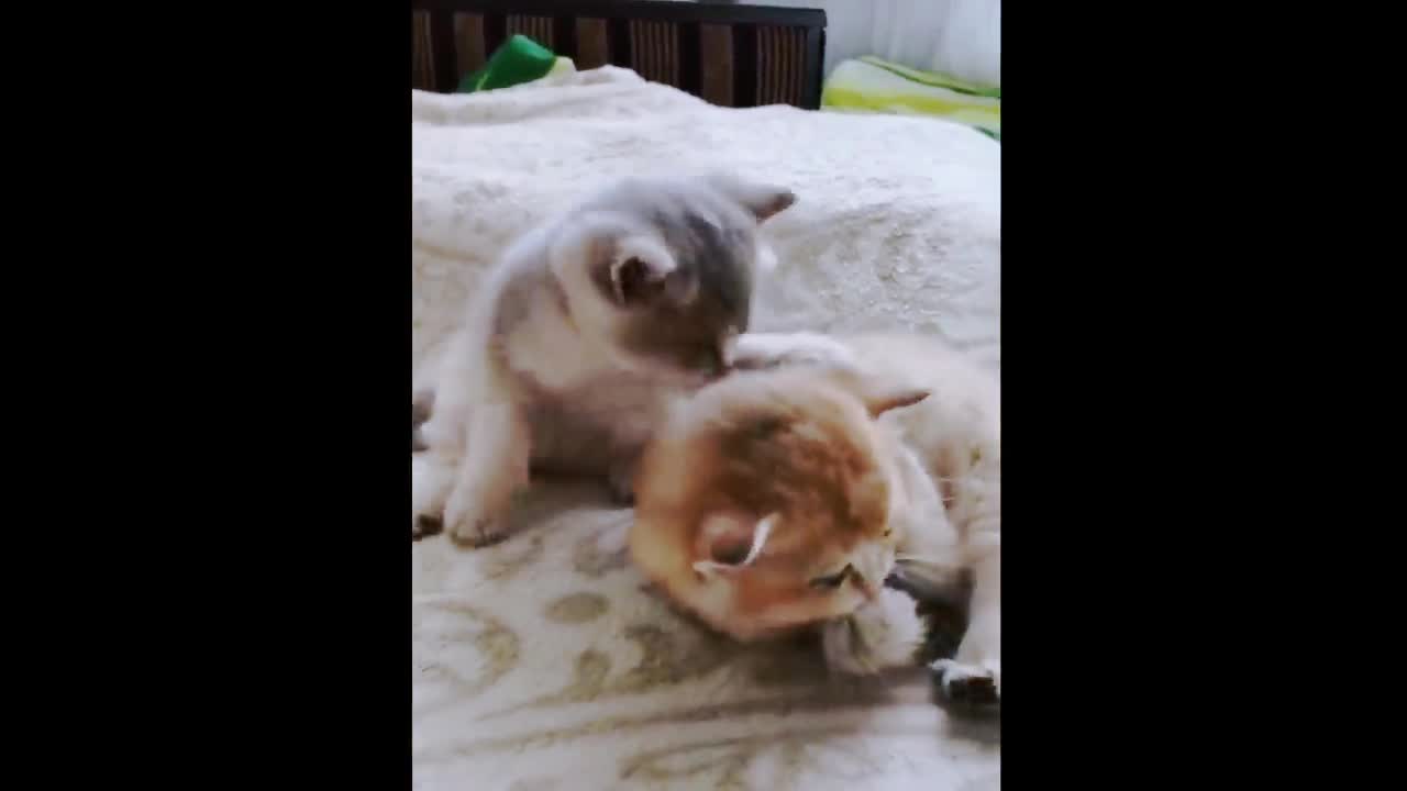 Funny cats