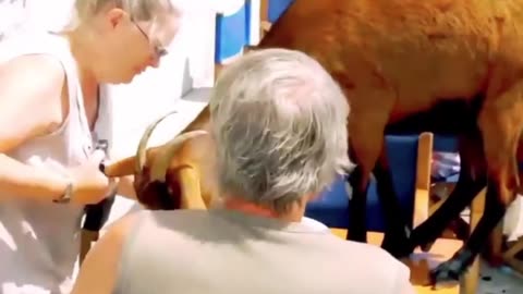 Animals funny videos 😂