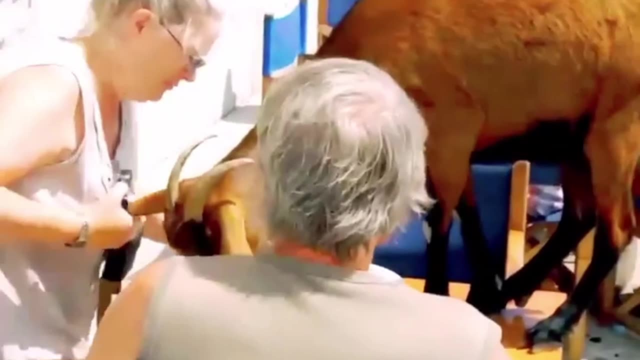 Animals funny videos 😂