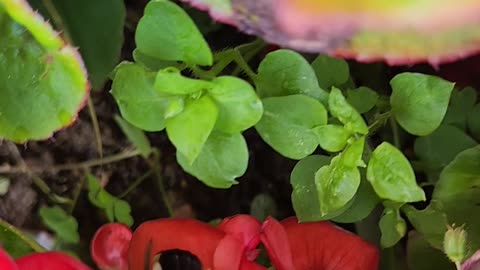 BEE Treats BEGONIA terrible.