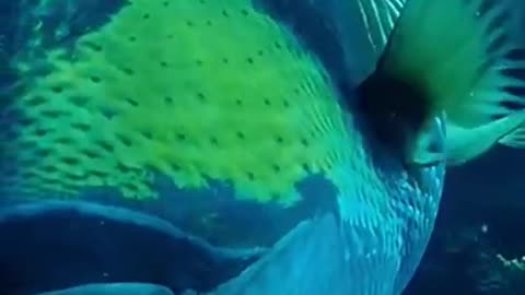 Unique Colorful Fish #shorts #viral #shortsvideo #video