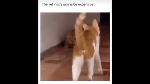 Funny Cat