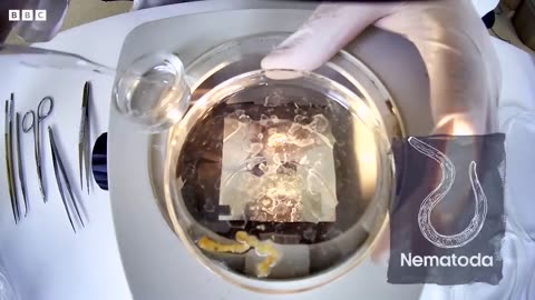 Deep Sea Parasites Flourishing in Marine Ecosystems | Into The Deep | BBC Earth