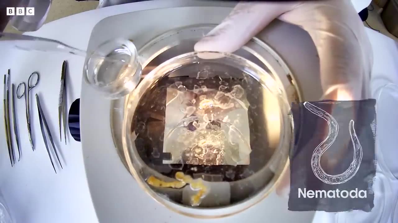 Deep Sea Parasites Flourishing in Marine Ecosystems | Into The Deep | BBC Earth
