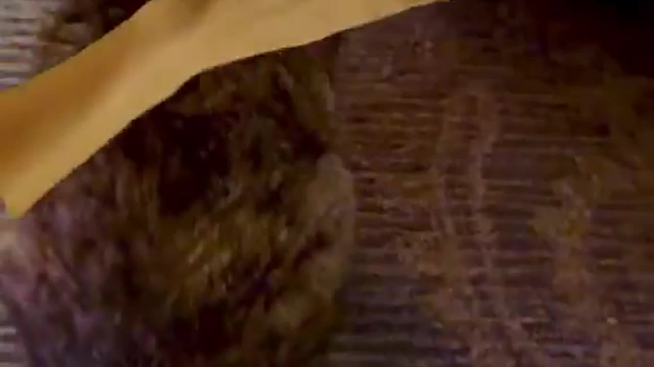 Cat Fighting
