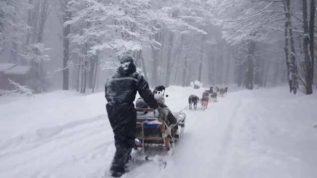 Sled dogs in Ushuaia, Argentina.