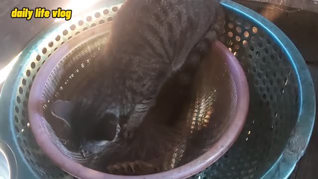 Pretty cool cat with dew in the basket | daily life vlog