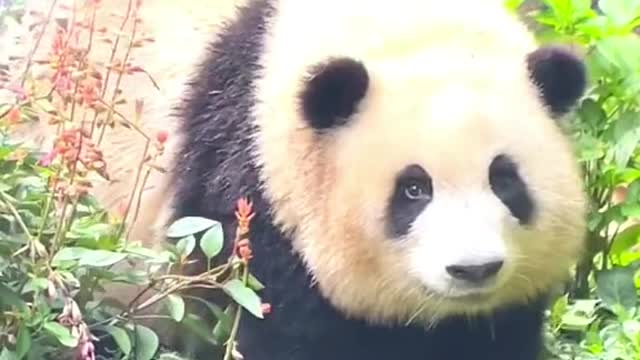 Giant pandas are round and lovely