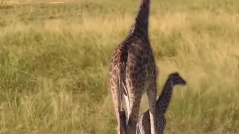 Giraffe Sounds: How They Deter Lions from Attacking
