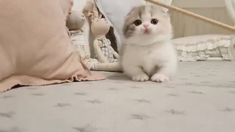 cute kitten videos short leg cat- KimsKennelUS