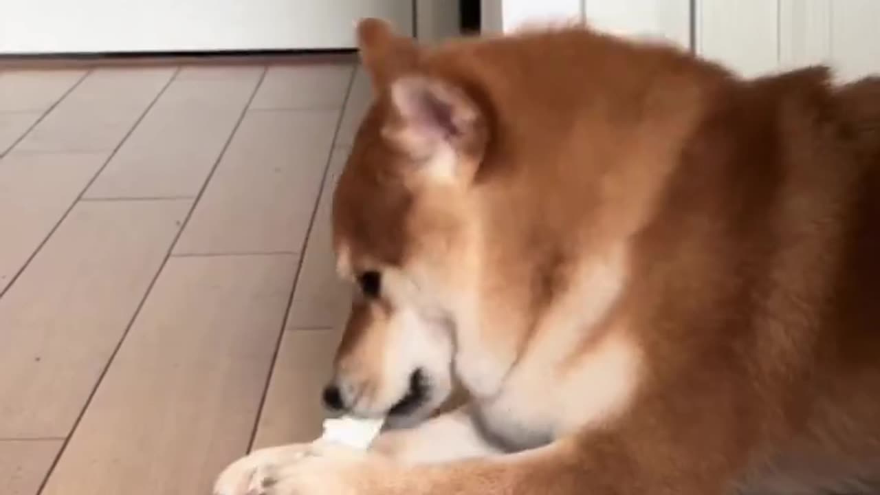 Try Not To Laugh Funny Dog. Funny Animal Videos.