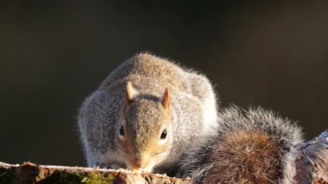 Squirrel animal eats food...!!!