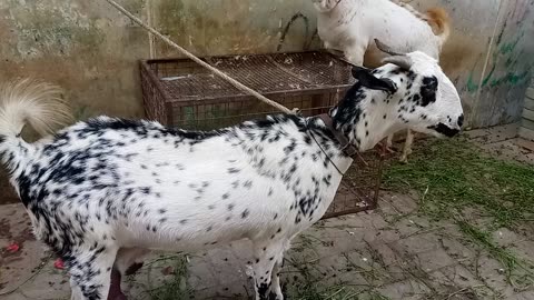 Beautiful goat