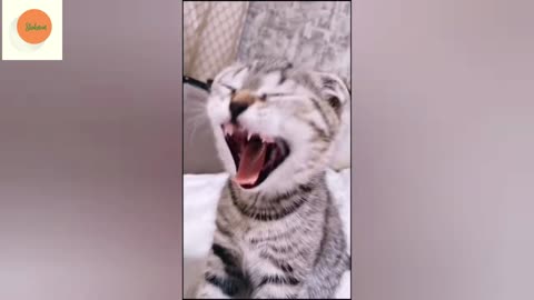 Crazy Funny Videos of Cats