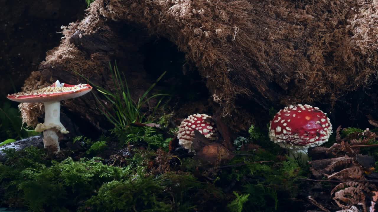 Nature growing time lapses.