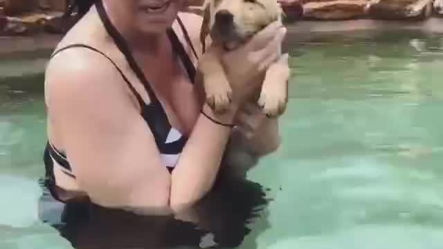 A day when dogs learn to swim; Very brave