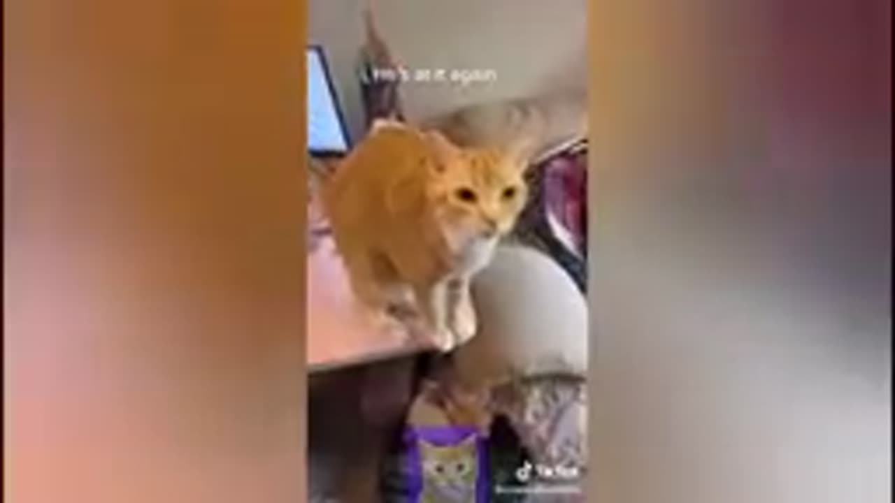 Cat dancing in wheel