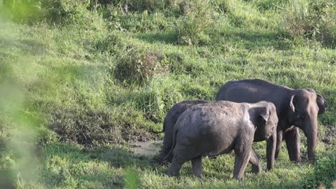 Wild Elephants Freedom