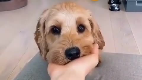 Cute Dog.Cute puppy