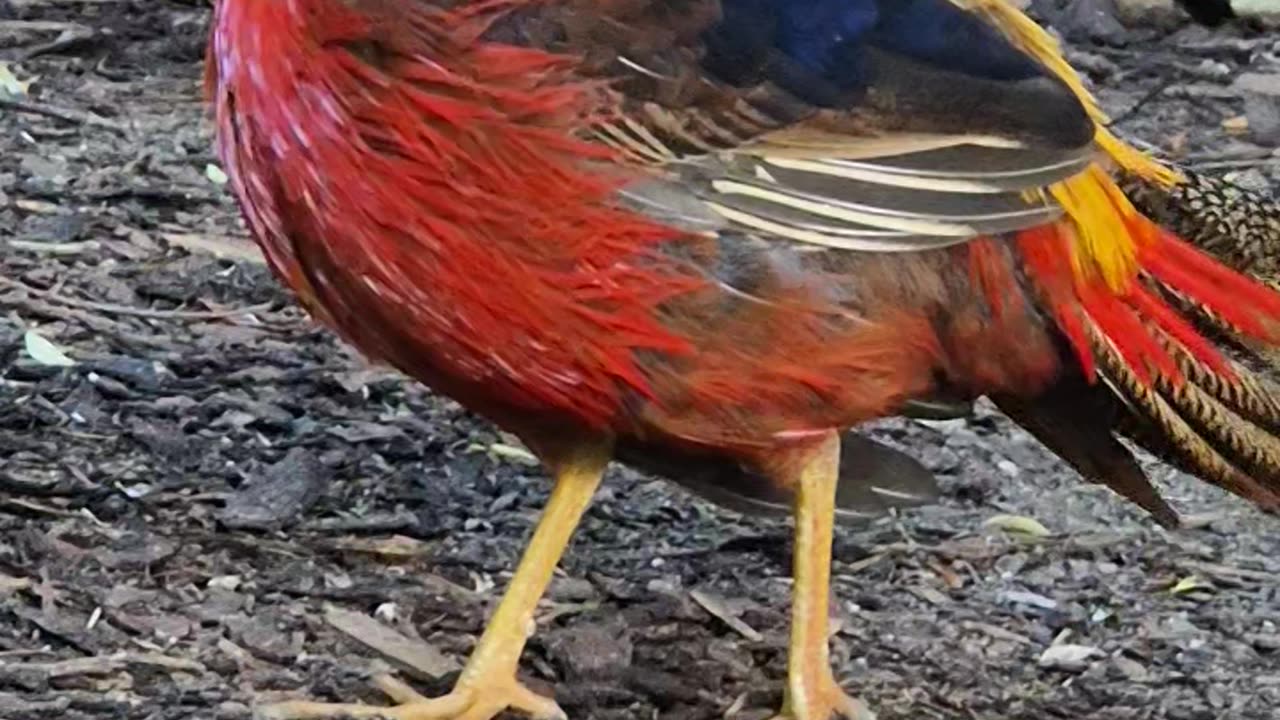 Cute Bird