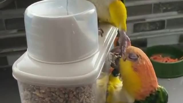 Bird world funny video 15