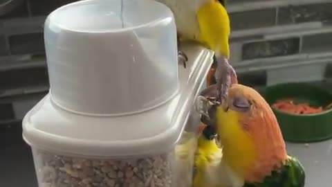 Bird world funny video 15